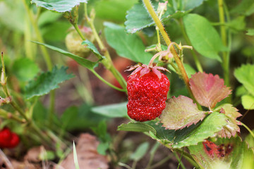 Strawberries in the garden. Strawberry bush.