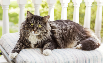 Maine Coon Cat On Porch - obrazy, fototapety, plakaty