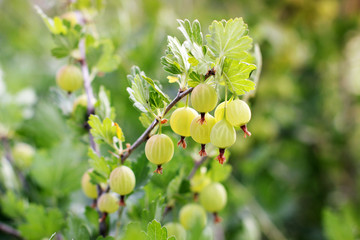Agrus in the garden. Ribes uva-crispa