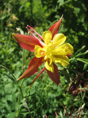 Flowers of yellow and red aquilegia in the spring garden. Gardening