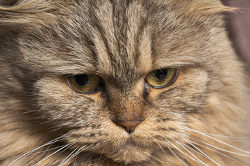 Adult Big cat close-up with green eyes.