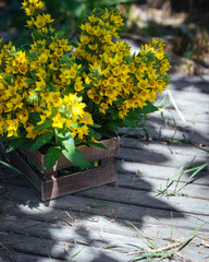 Beautiful yellow bells of blooming Lysimachia vulgaris (garden loosestrife, yellow loosestrife, or garden yellow loosestrife) bouquet in wooden box in summer botanical garden.