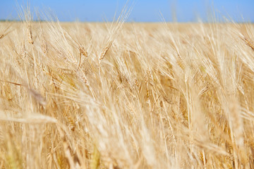 yellow wheat field and clear sky is in the bright sunny day, beautiful summer landscape
