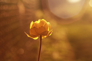 Obraz premium Yellow flower. Trollius europaeus.