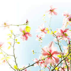 Magnolia pink blossom flowers