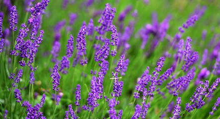 Fototapeta premium lavande