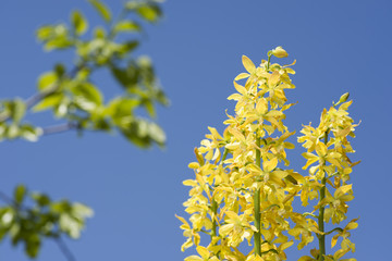 青空の下のキエビネの花