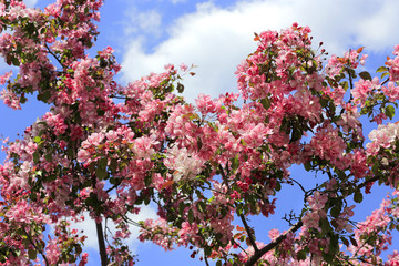 Branches of spring apple tree with beautiful pink flowers