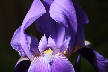 Purple iris flower.