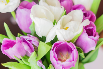 Fototapeta premium white and purple blooming tulips. floral background