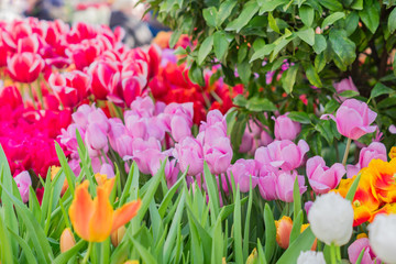 field of blooming colorful tulips, spring flowers in the garden