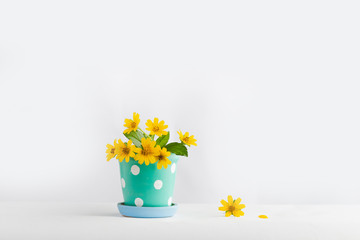 yellow flower In the cute pot White background