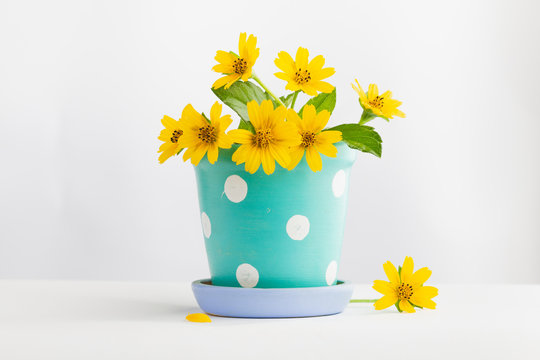 Yellow Flower In The Cute Pot White Background