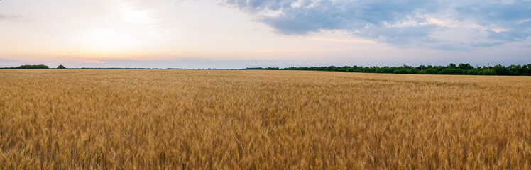  Yellow field with wheat against the sunset.