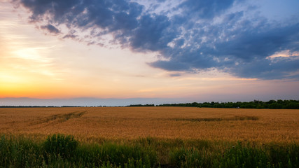 Obraz premium Yellow field with wheat against the sunset.