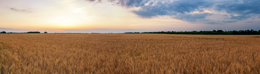  Yellow field with wheat against the sunset.