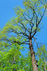 Trees on a background of blue sky