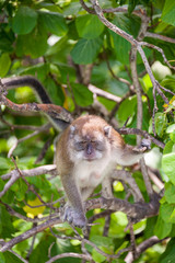 Macaque monkey, Thailand