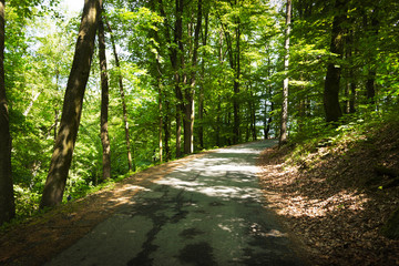 Fototapeta na wymiar Road in summer forest