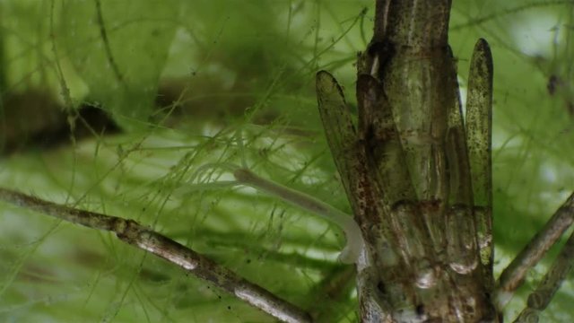 hydra inhabiting ponds and aquariums under a microscope