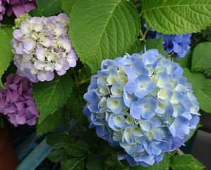 Obraz premium 紫陽花