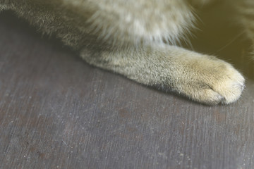 Closeup tabby cat paw on wooden ground in sunny day