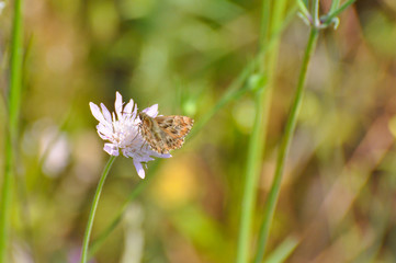 Skipper butterfly on flower. The Mallow Skipper - Carcharodus alceae