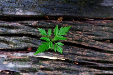 Plant growing through of trunk of tree stump