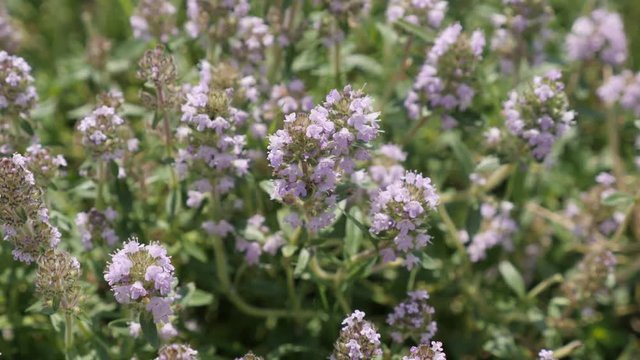 Close-up of herbal plant Breckland thyme Thymus serpyllum 4K footage