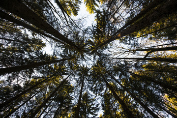 Tannenwald  nach oben