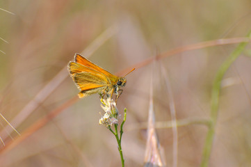 Small Skipper Butterfly ( Thymelicus sylvestris)  on flower. Little orange butterfly on meadow