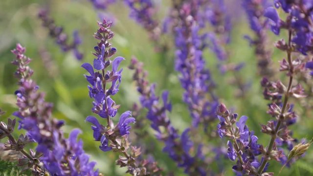 Herbal plant Meadow sage Salvia pratensis slow-mo video