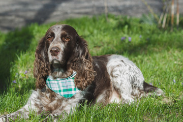 Brown spotted russian spaniel on the green grass