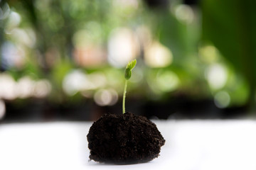 Arid soil sapling Nature Conservation Prevention