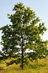 Lonely oak