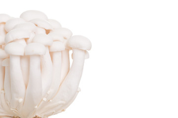 White beech mushrooms or Shimeji mushroom on white background
