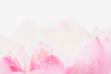 Sweet color lotus  in soft style for background