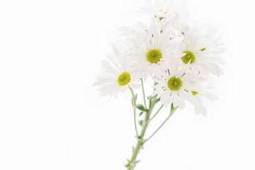 White chrysanthemum isolated on white backgrounds.

