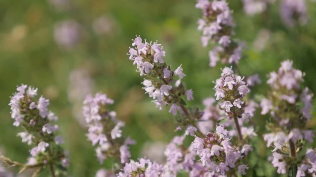 Close-up of Breckland wild thyme Thymus serpyllum herbal plant slow-mo footage