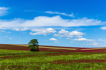 Fototapeta na wymiar Lonely tree in red clover field. Blue sky. Summer day.