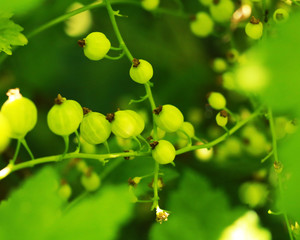 Branch of unripe green currant.