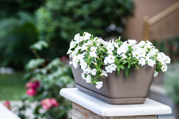 Fototapeta na wymiar Leptokarya, Greece - June 09, 2018: Beautiful white flowers plants Petunia 