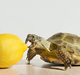 turtle bites lemon, reptile, citrus