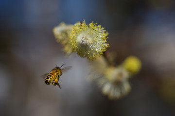Honigbiene sammelt Nektar auf Blüte13