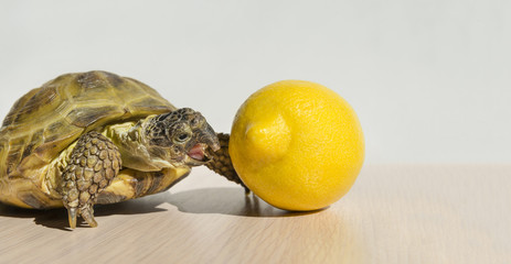 turtle trying to bite lemon, reptile, citrus, fruit