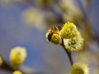 Honigbiene sammelt Nektar auf Blüte12