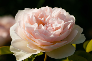 Blooming English rose in the garden on a sunny day close up on black. Rose Gentle Hermione.