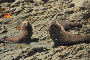 New Zealand. Sea lions on the shore