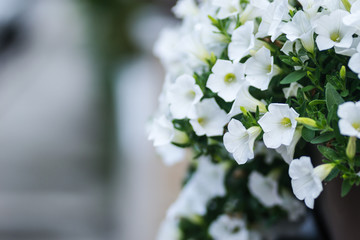 Leptokarya, Greece - June 09, 2018: Beautiful white flowers plants Petunia 
