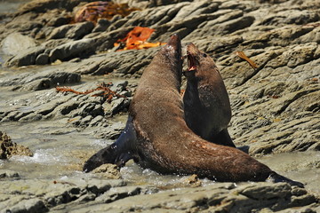 The sea lion is basking in the sun on a rocky shore